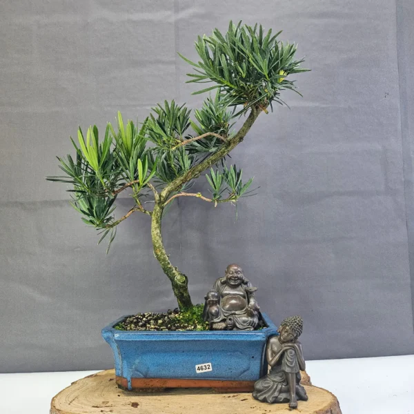 Clearance: Buddhist Pine (Podocarpus Micro) Bonsai Tree | Shaped | In 25cm Pot - Image 10