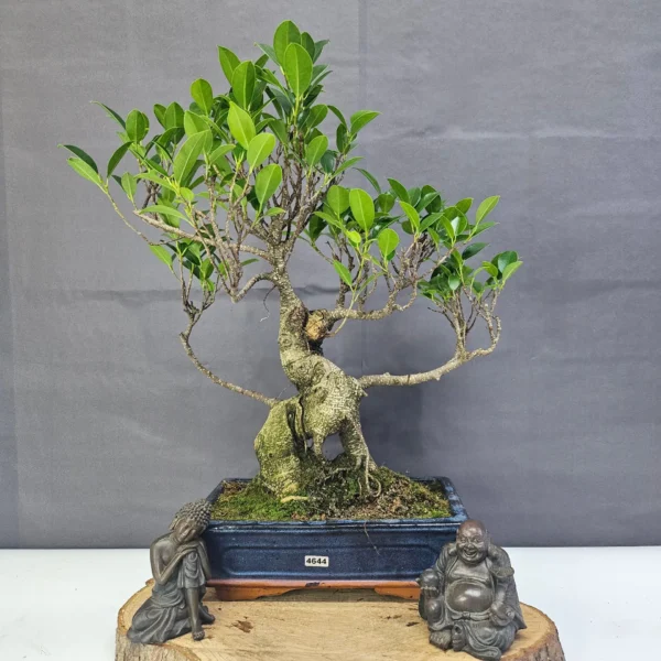 Ficus Microcarpa (Banyan Fig) Indoor Bonsai Tree | Shaped | In 25cm Pot - Image 7