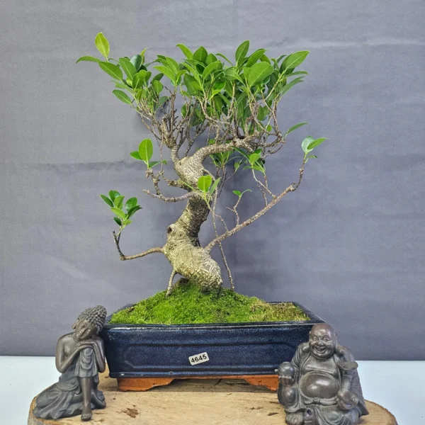 Ficus Microcarpa (Banyan Fig) Indoor Bonsai Tree | Shaped | In 25cm Pot - Image 8