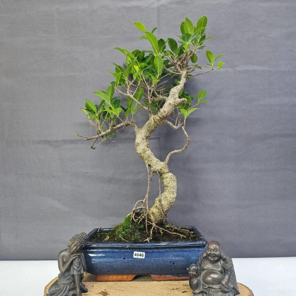 Ficus Microcarpa (Banyan Fig) Indoor Bonsai Tree | Shaped | In 25cm Pot - Image 9