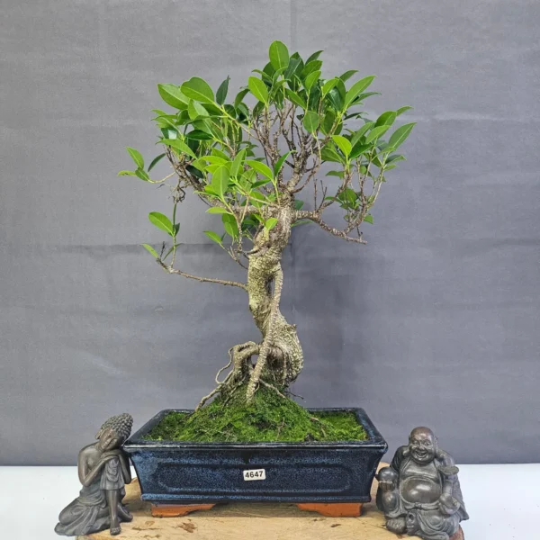 Ficus Microcarpa (Banyan Fig) Indoor Bonsai Tree | Shaped | In 25cm Pot - Image 10