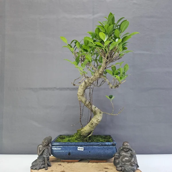 Ficus Microcarpa (Banyan Fig) Indoor Bonsai Tree | Shaped | In 25cm Pot - Image 11