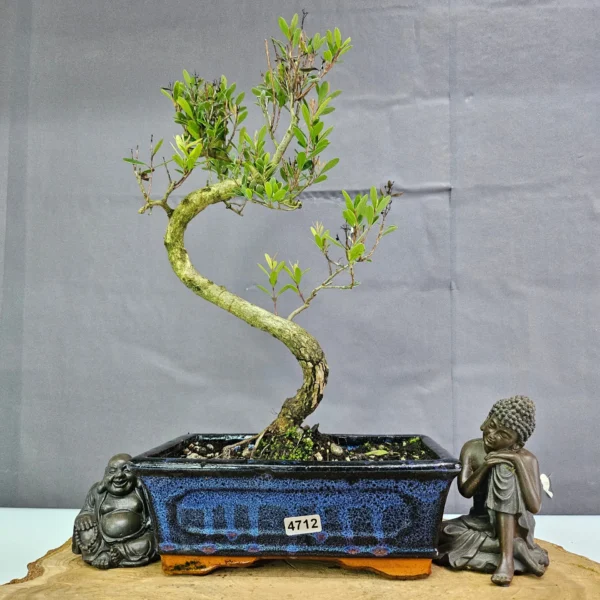 Clearance: Brush Cherry (Syzygium) Bonsai Tree | Shaped | In 20cm Pot