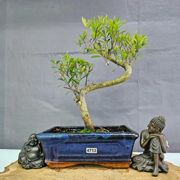 Clearance: Brush Cherry (Syzygium) Bonsai Tree | Shaped | In 20cm Pot - Image 2