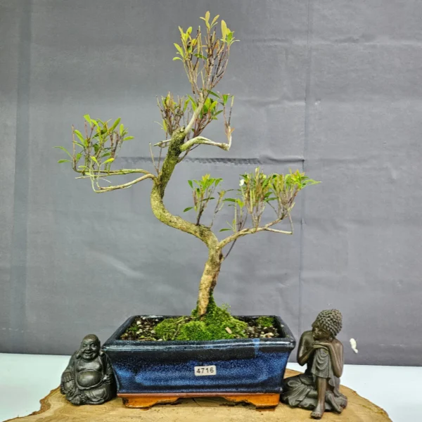 Clearance: Brush Cherry (Syzygium) Bonsai Tree | Shaped | In 20cm Pot - Image 5