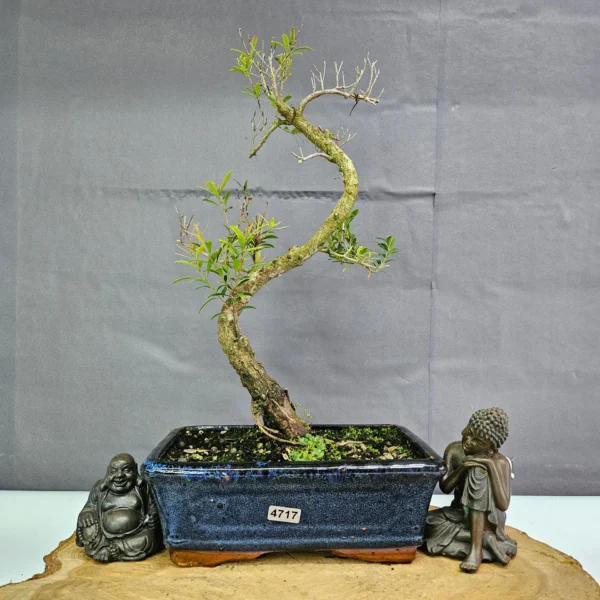 Clearance: Brush Cherry (Syzygium) Bonsai Tree | Shaped | In 20cm Pot - Image 6