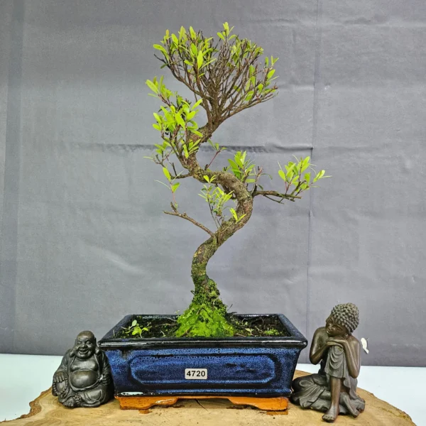 Clearance: Brush Cherry (Syzygium) Bonsai Tree | Shaped | In 20cm Pot - Image 9