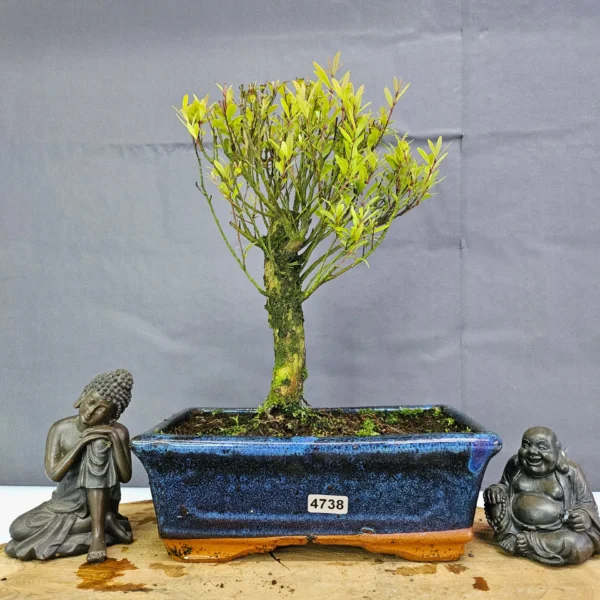 Clearance: Brush Cherry (Syzygium) Bonsai Tree | Broom | In 20cm Pot