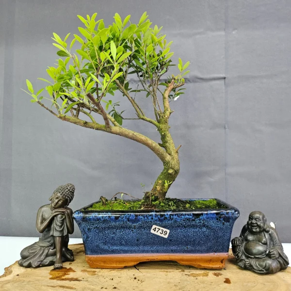 Clearance: Brush Cherry (Syzygium) Bonsai Tree | Broom | In 20cm Pot - Image 2