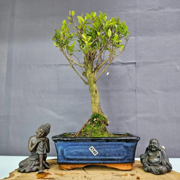 Clearance: Brush Cherry (Syzygium) Bonsai Tree | Broom | In 20cm Pot - Image 3