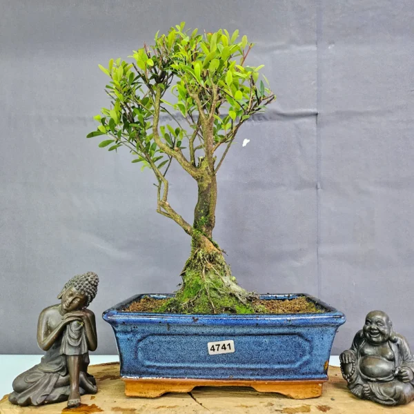 Clearance: Brush Cherry (Syzygium) Bonsai Tree | Broom | In 20cm Pot - Image 4