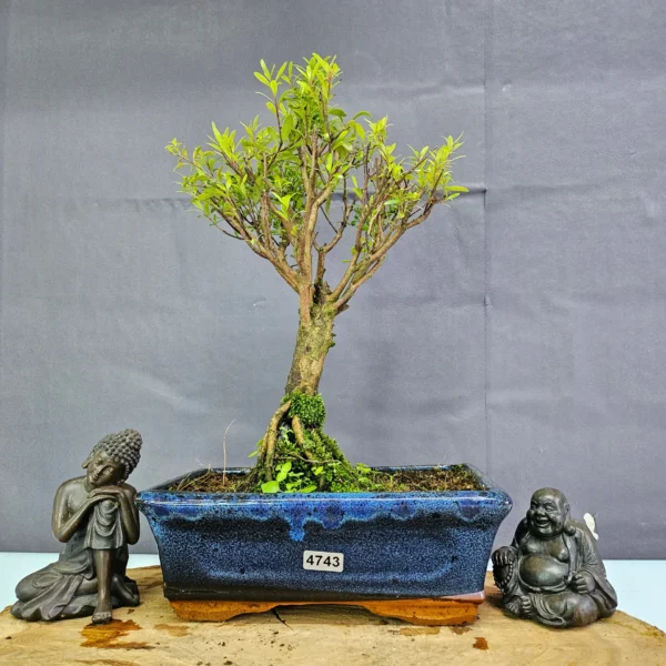 Clearance: Brush Cherry (Syzygium) Bonsai Tree | Broom | In 20cm Pot - Image 6