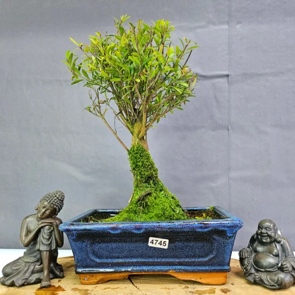 Clearance: Brush Cherry (Syzygium) Bonsai Tree | Broom | In 20cm Pot - Image 8