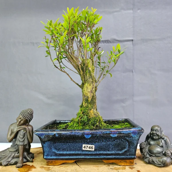 Clearance: Brush Cherry (Syzygium) Bonsai Tree | Broom | In 20cm Pot - Image 9