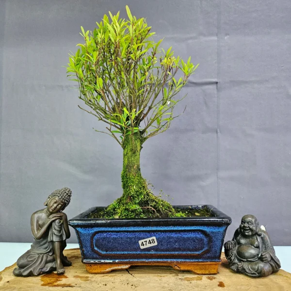 Clearance: Brush Cherry (Syzygium) Bonsai Tree | Broom | In 20cm Pot - Image 11