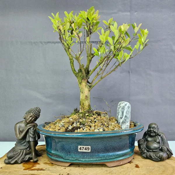 Clearance: Brush Cherry (Syzygium) Bonsai Tree | Broom | In 20cm Pot - Image 12