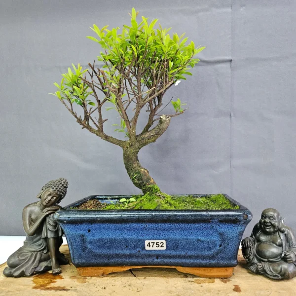 Clearance: Brush Cherry (Syzygium) Bonsai Tree | Broom | In 20cm Pot - Image 15