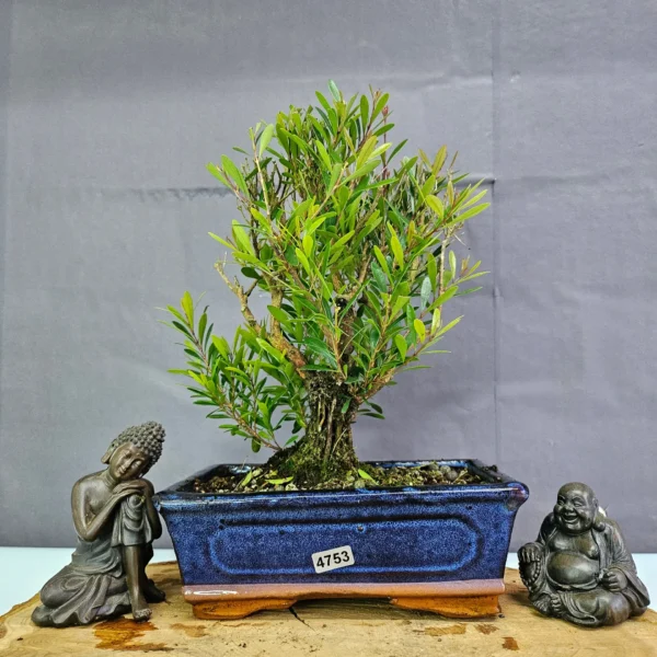 Clearance: Brush Cherry (Syzygium) Bonsai Tree | Broom | In 20cm Pot - Image 16