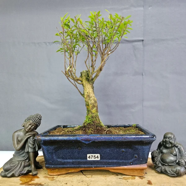 Clearance: Brush Cherry (Syzygium) Bonsai Tree | Broom | In 20cm Pot - Image 17