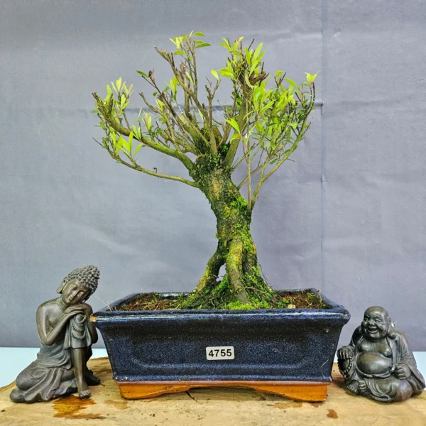 Clearance: Brush Cherry (Syzygium) Bonsai Tree | Broom | In 20cm Pot - Image 18