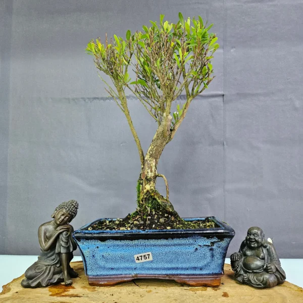 Clearance: Brush Cherry (Syzygium) Bonsai Tree | Broom | In 20cm Pot - Image 19