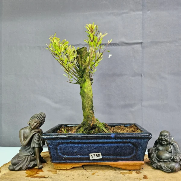 Clearance: Brush Cherry (Syzygium) Bonsai Tree | Broom | In 20cm Pot - Image 20