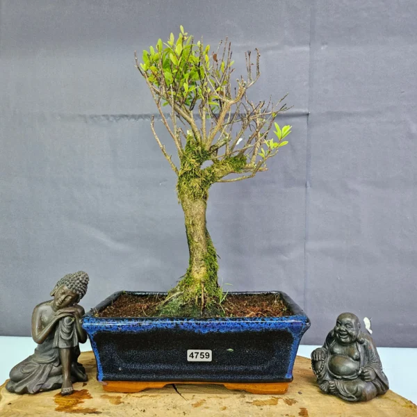 Clearance: Brush Cherry (Syzygium) Bonsai Tree | Broom | In 20cm Pot - Image 21