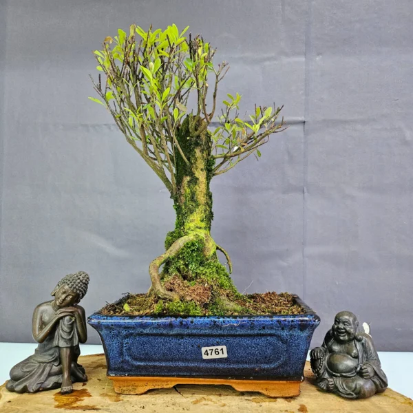 Clearance: Brush Cherry (Syzygium) Bonsai Tree | Broom | In 20cm Pot - Image 23