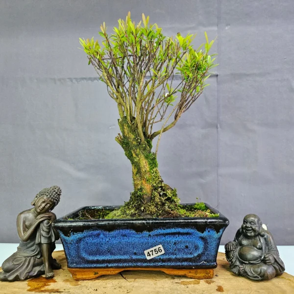 Clearance: Brush Cherry (Syzygium) Bonsai Tree | Broom | In 20cm Pot - Image 33